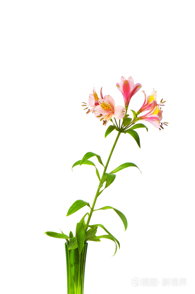 五颜六色的百合花孤立在白色上