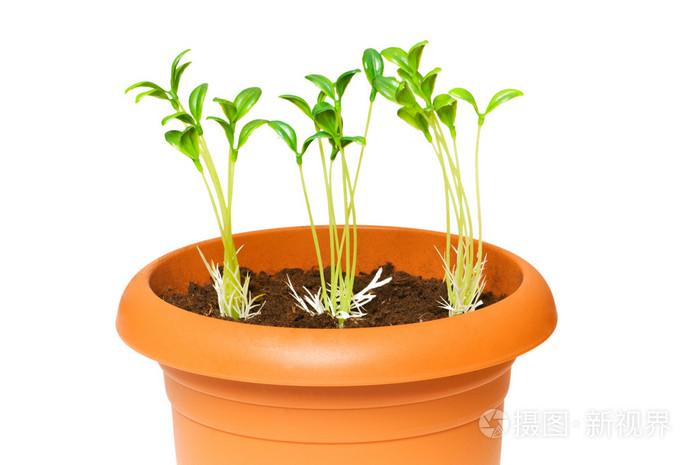 绿树苗生长在泥盆里