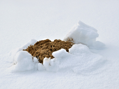 雪地里的鼹鼠