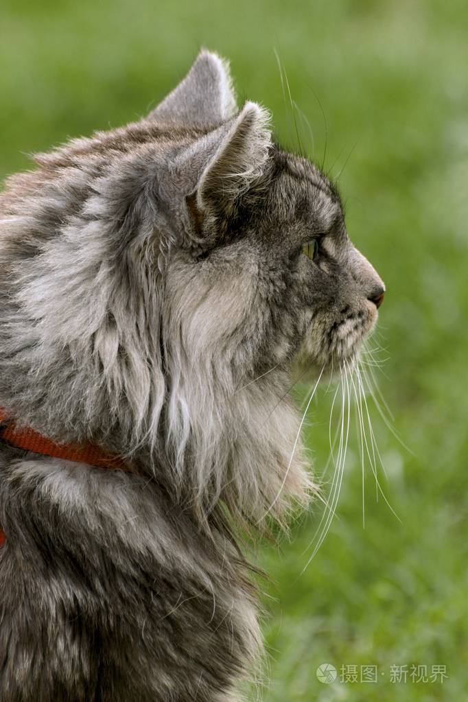 缅因浣熊猫在花园里