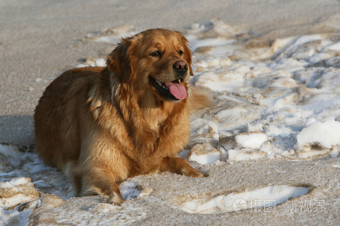 猎犬在肮脏的雪地上