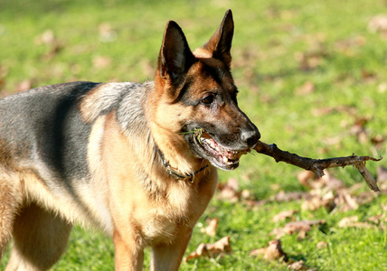 德国牧羊犬，阿尔萨斯狼犬