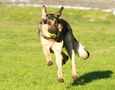 德国牧羊犬，阿尔萨斯狼犬