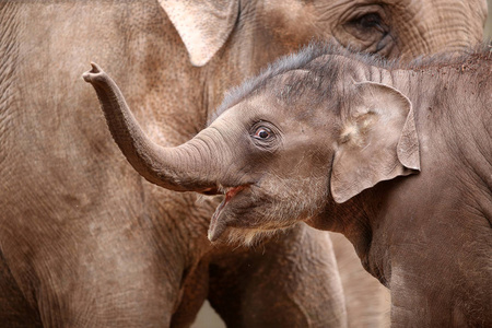 小象与它的母亲