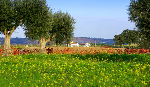 葡萄牙阿伦特霍的农场。
