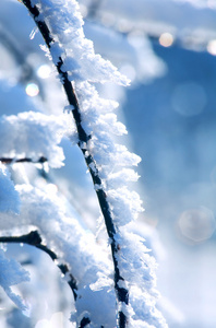 冬天的树枝，雪