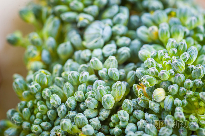 成熟的绿色花椰菜