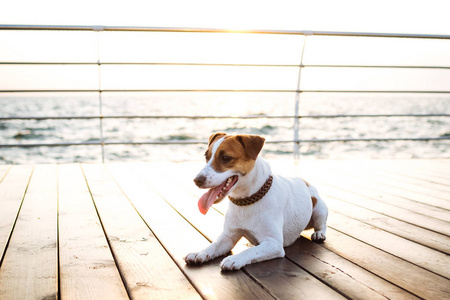 可爱的杰克拉塞尔犬