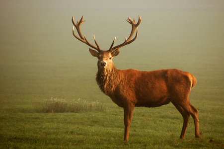 (未满一岁的)幼鹿 浅黄褐色 小动物照片