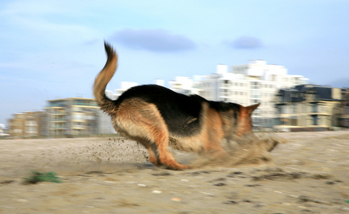 德国牧羊犬阿尔萨斯