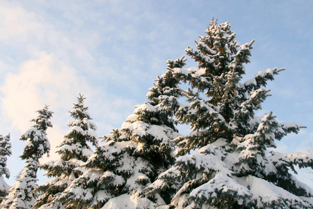 雪中的高毛树