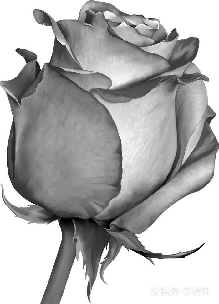 灰色美丽的玫瑰花蕾