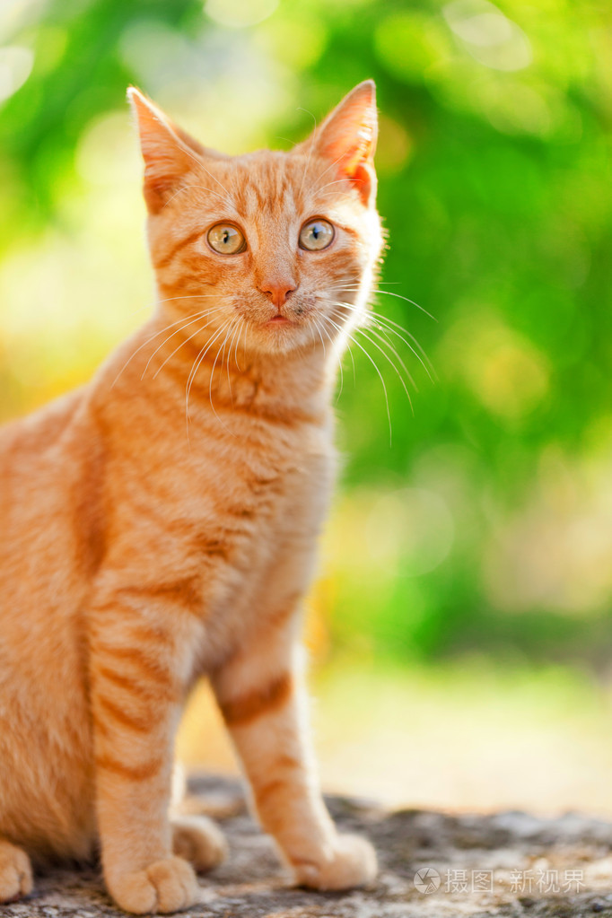 在户外的家猫