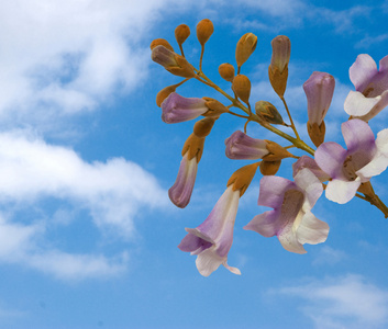 泡桐花图片