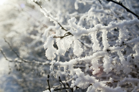 雪白的树枝