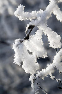 雪白的树枝