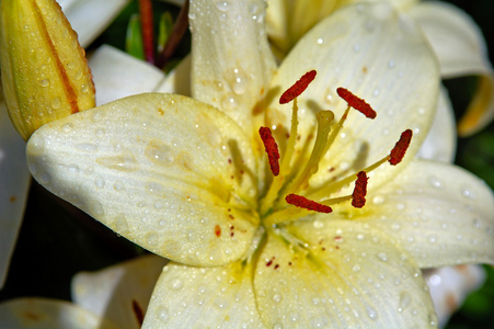 白百合花。