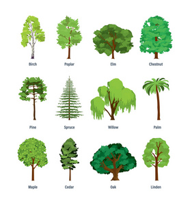 不同种类的树的集合