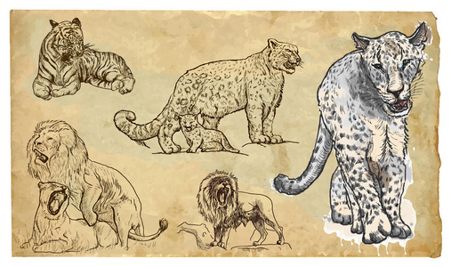 动物，主题 大型猫科动物手绘制的矢量包