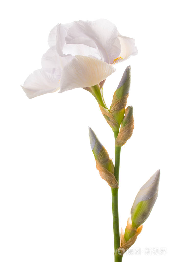 白色背景的白色虹膜的花朵