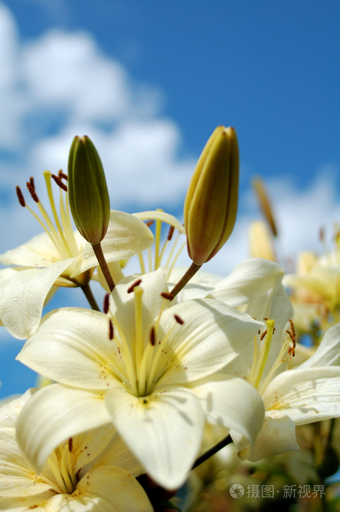 黄白色盛开的百合花