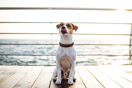 可爱的杰克拉塞尔犬