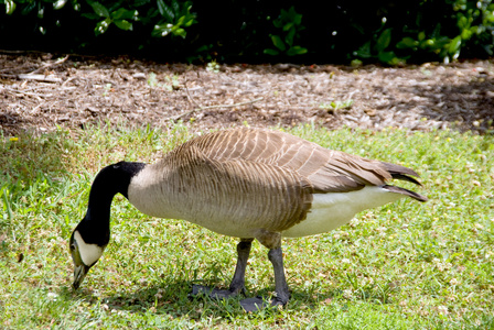 Canada goose