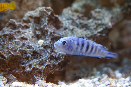 美丽 水下 埃及 生物礁 潜水 游泳 海底 沧海 浮潜 水生