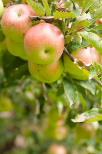 苹果，苹果树 apple的名词复数  美国口语棒球 美国英语保龄球坏球 苹果属植物的果实如野生酸苹果沙果