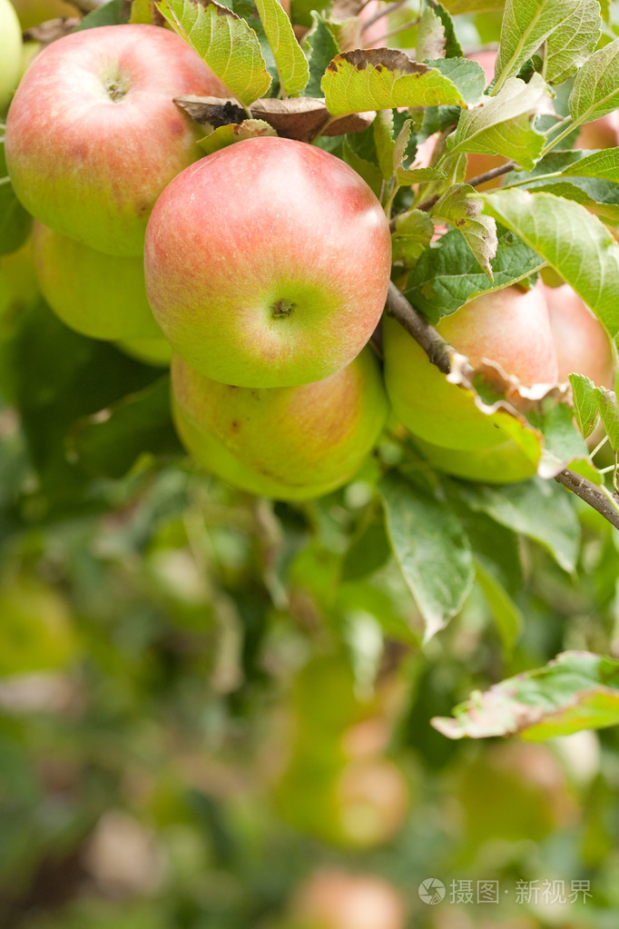 [美国口语]棒球 [美国英语][保龄球]坏球 苹果属植物的果实(如野生