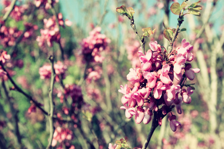 春天樱花樱花树的形象。抽象背景。梦幻般的概念