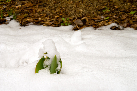郁金香在雪地里发芽照片
