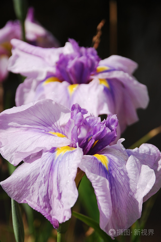 purple iris