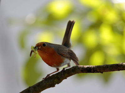 欧洲知更鸟 Erithacus rubecula 盛食物