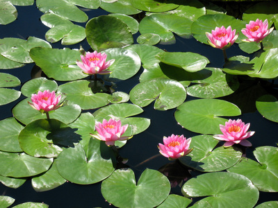 荷花，睡莲 water lily的名词复数 