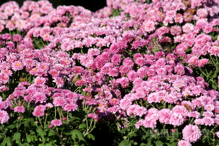 秋天的妈妈花照片-正版商用图片00i81x-摄图新视界