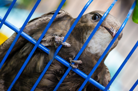 笼中之鸟图片