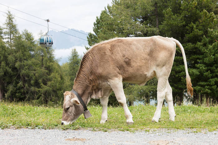 在一片草地奥地利在后台上山棕色奶牛