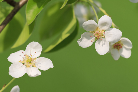 苹果花