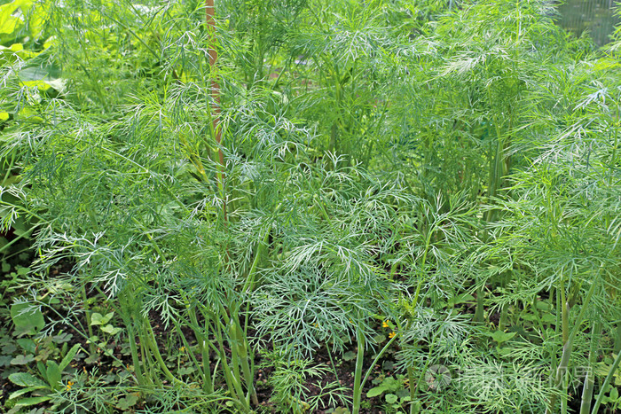 绿色的叶子的茴香的背景