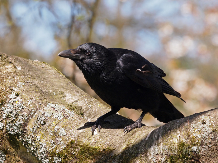乌鸦坐在树上照片-正版商用图片00iei8-摄图新视界