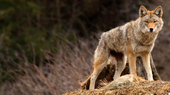 山顶上的郊狼照片-正版商用图片00ihu6-摄图新视界