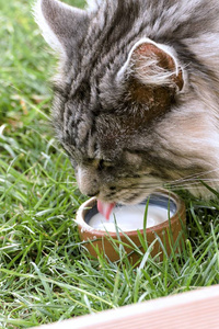 缅因浣熊猫在花园里