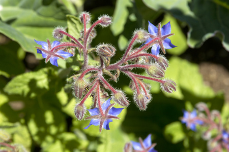 borago 花