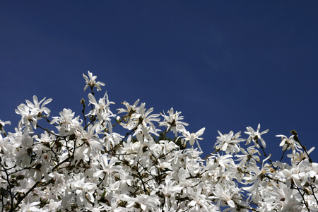 玉兰花的白花图片