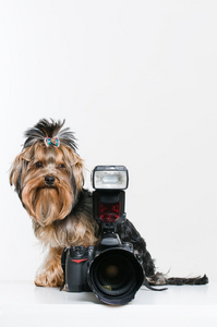 有趣的小狗，数码相机