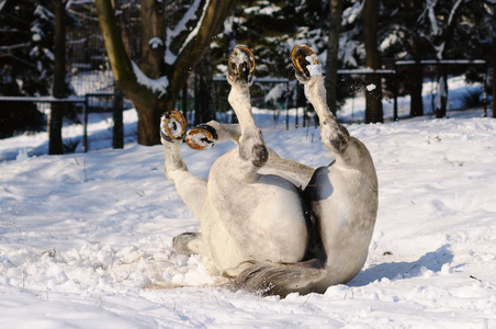 白马在雪地里翻滚