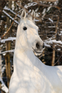 冬季森林中白马的肖像