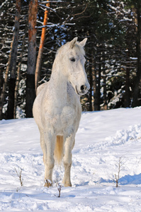 冬天森林里的白马