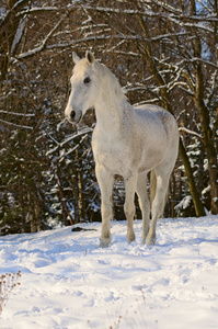 冬天森林里的白马